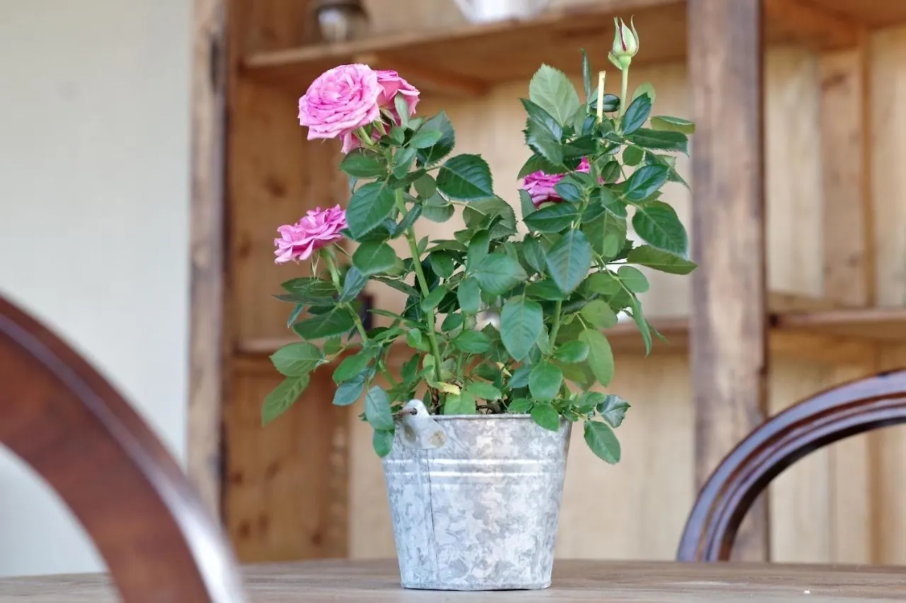 Bed and Breakfast BeB montefratta Fratta Terme Italia