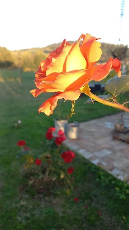 Bed and Breakfast BeB montefratta Fratta Terme Bed & Breakfast